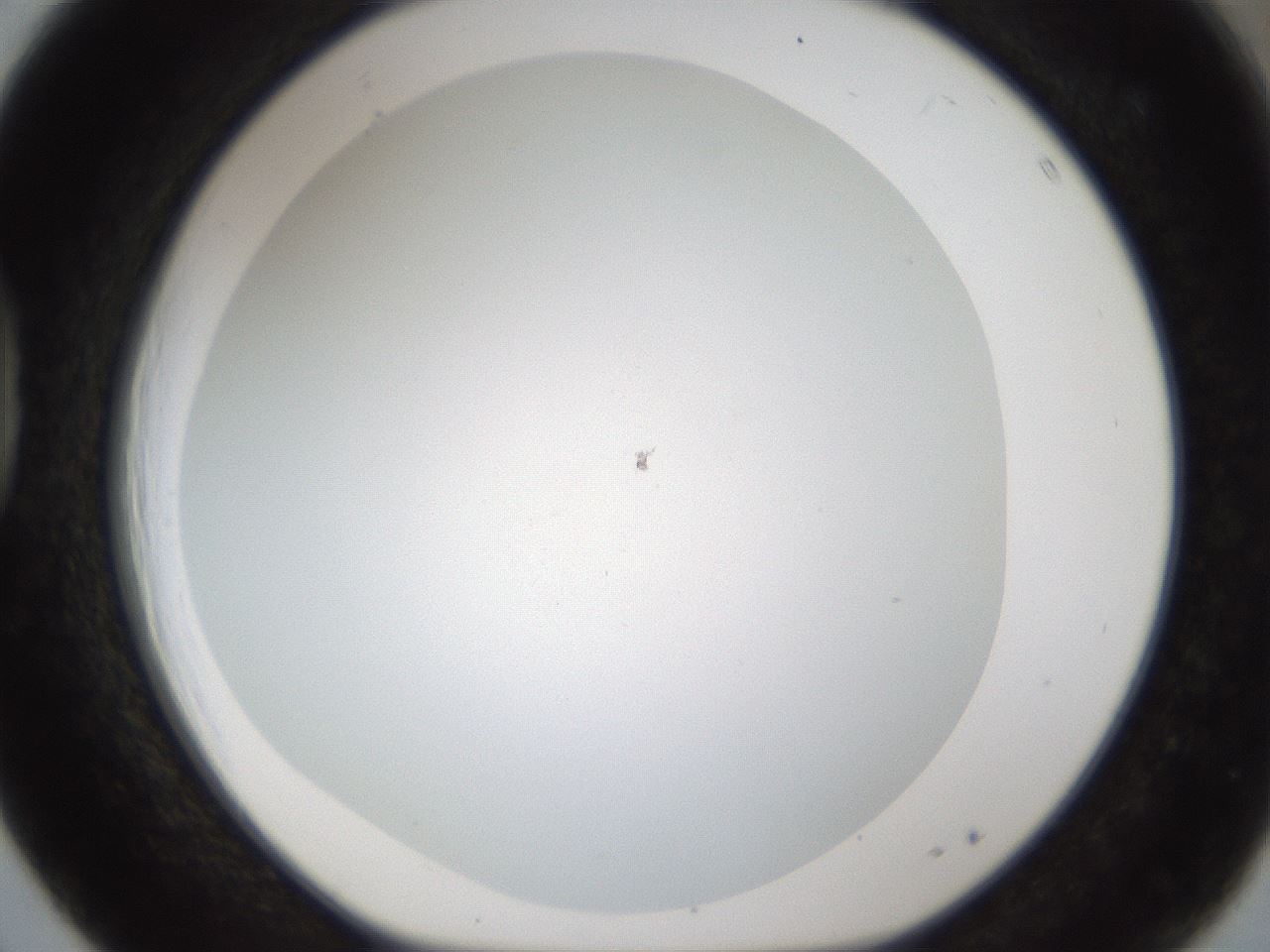 folderID213_plateID1213_batchID3626_wellNum39_profileID1_d1_r69036_ef.jpg