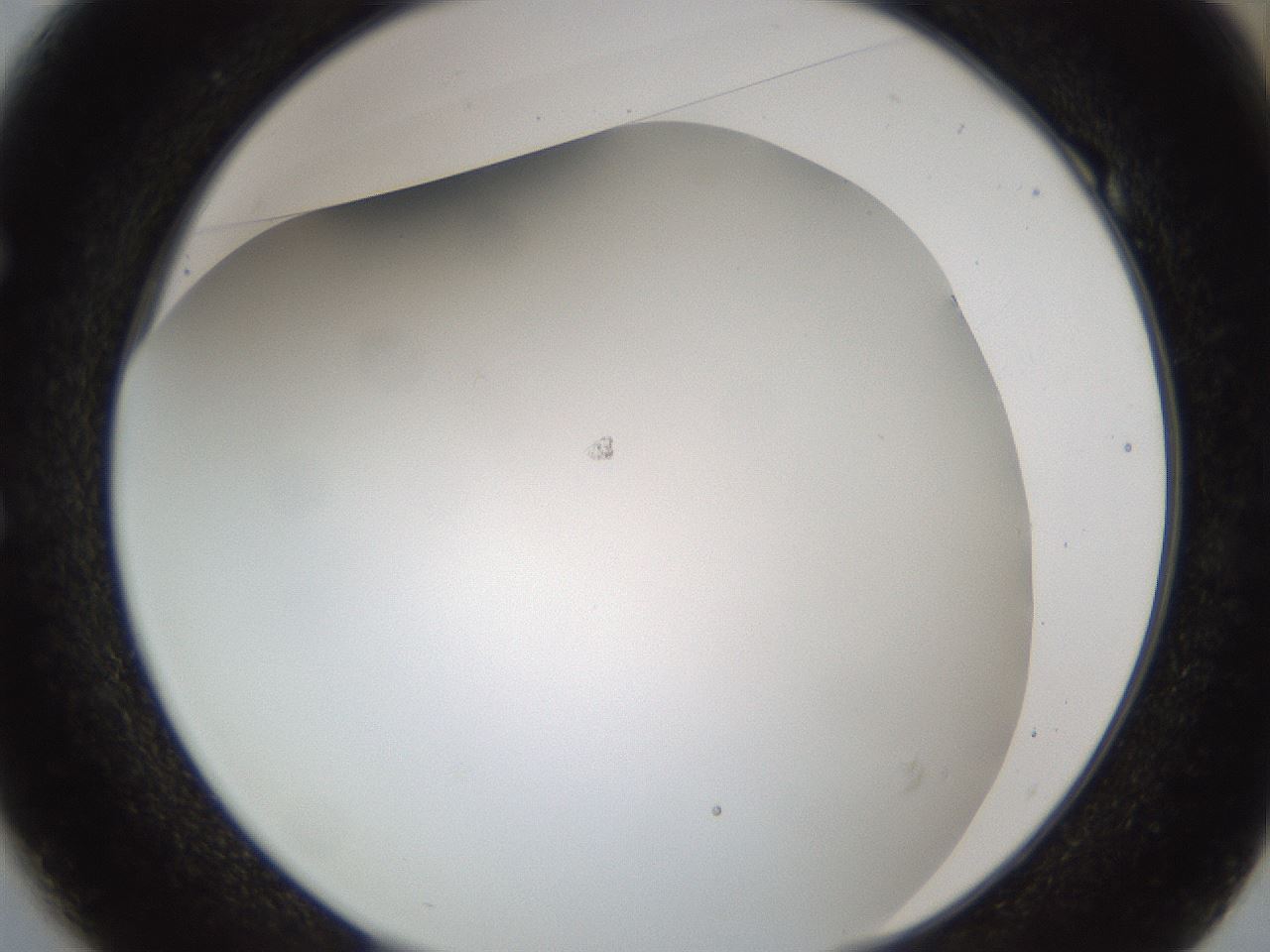 folderID213_plateID1213_batchID3626_wellNum49_profileID1_d1_r69056_ef.jpg