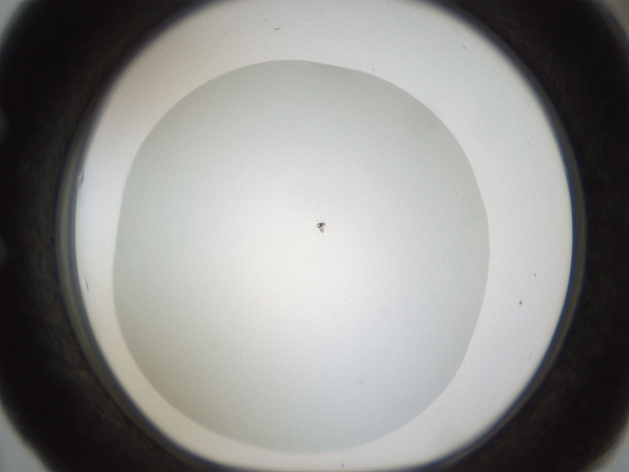 folderID213_plateID1213_batchID3626_wellNum53_profileID1_d1_r69064_ef.jpg