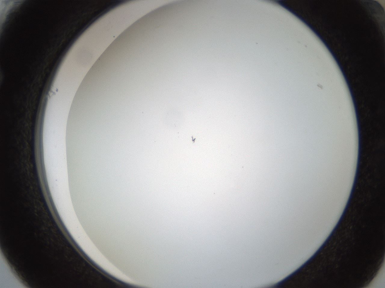 folderID213_plateID1213_batchID3626_wellNum61_profileID1_d1_r69080_ef.jpg
