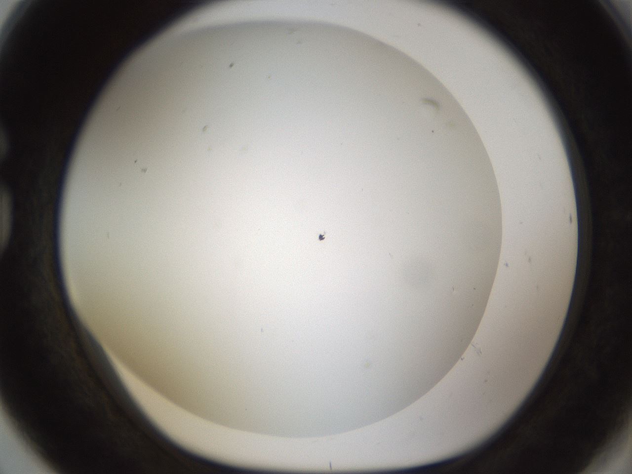folderID213_plateID1213_batchID3626_wellNum80_profileID1_d1_r69118_ef.jpg