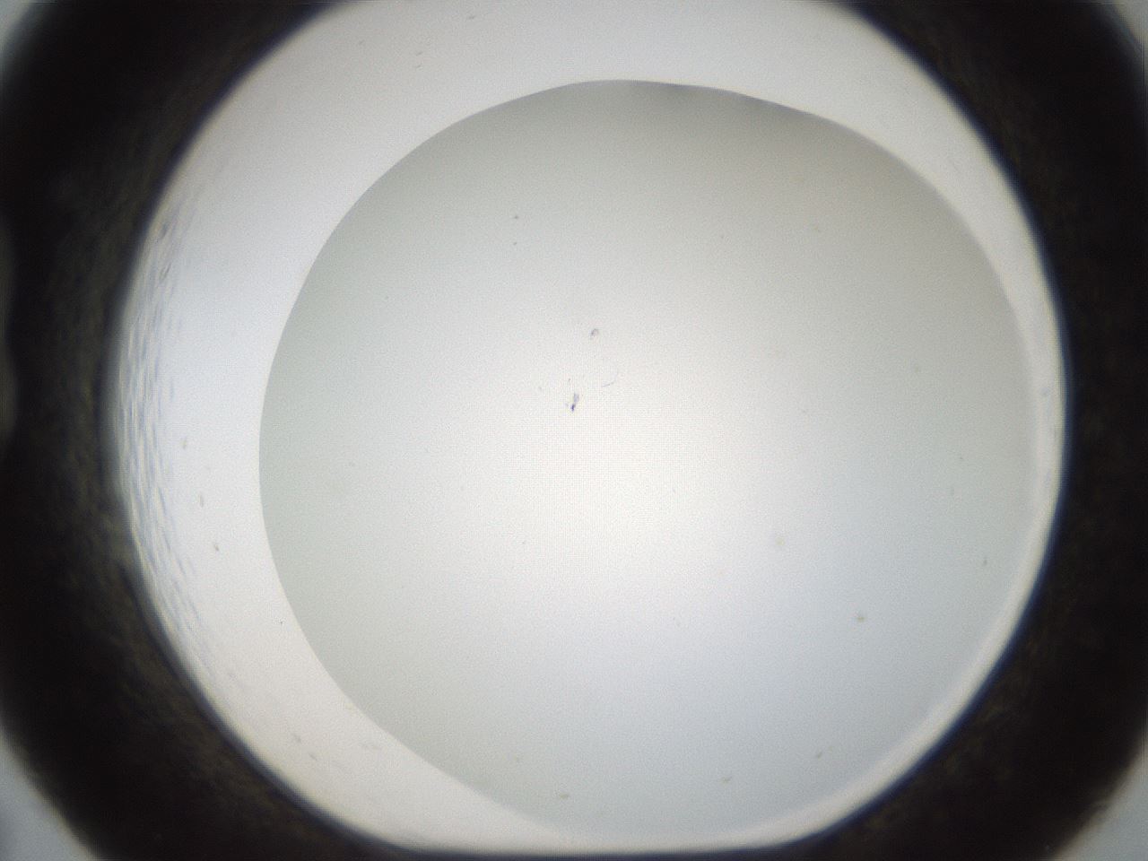 folderID213_plateID1213_batchID3692_wellNum19_profileID1_d1_r68996_ef.jpg