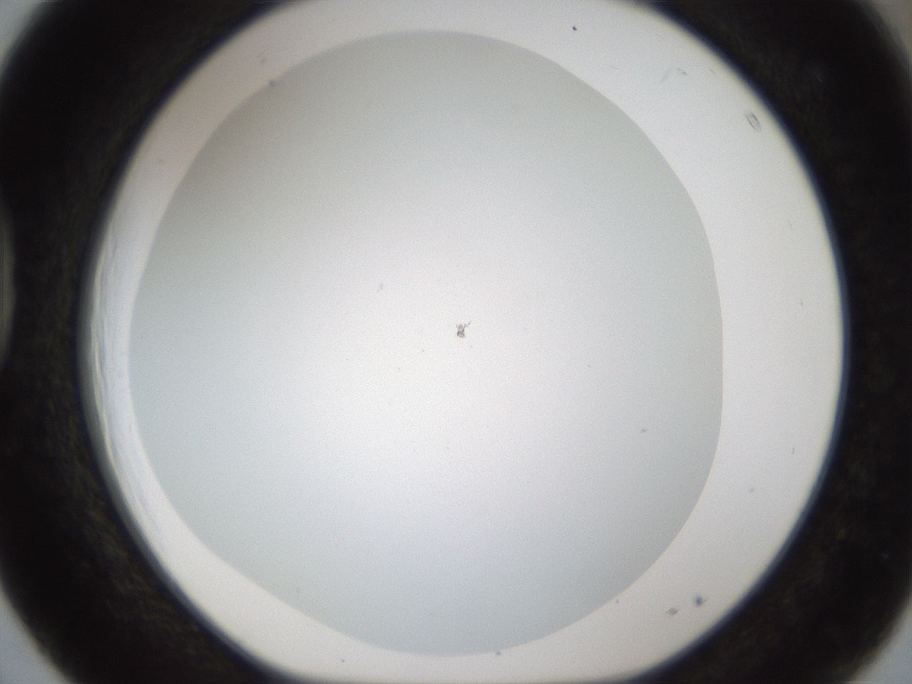 folderID213_plateID1213_batchID3692_wellNum39_profileID1_d1_r69036_ef.jpg
