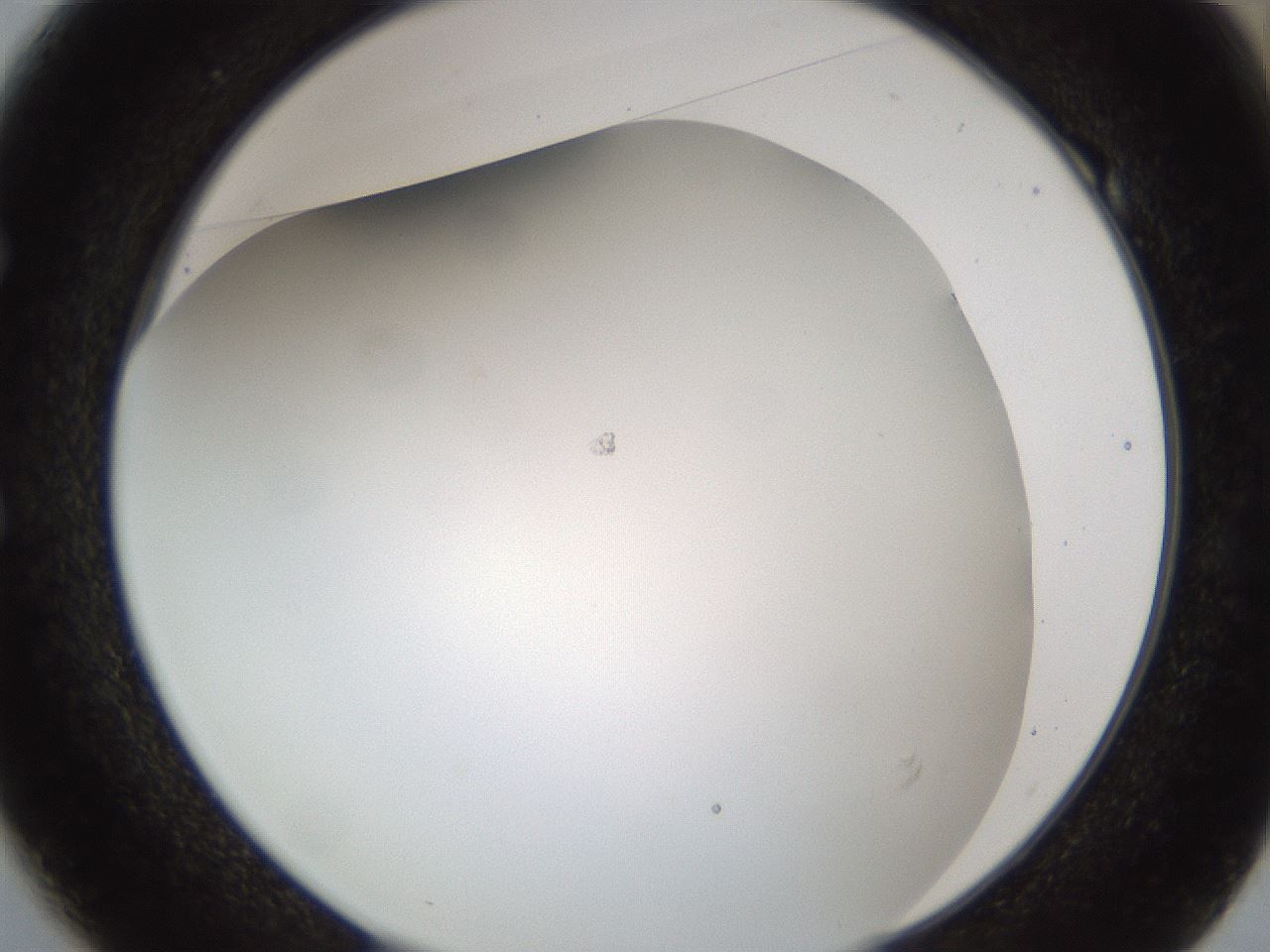 folderID213_plateID1213_batchID3692_wellNum49_profileID1_d1_r69056_ef.jpg