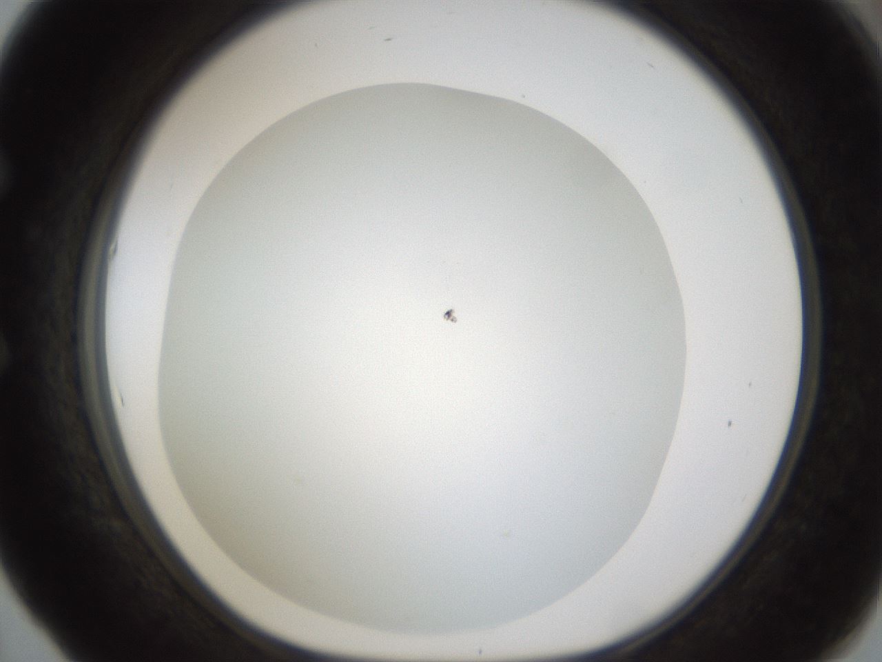 folderID213_plateID1213_batchID3692_wellNum53_profileID1_d1_r69064_ef.jpg