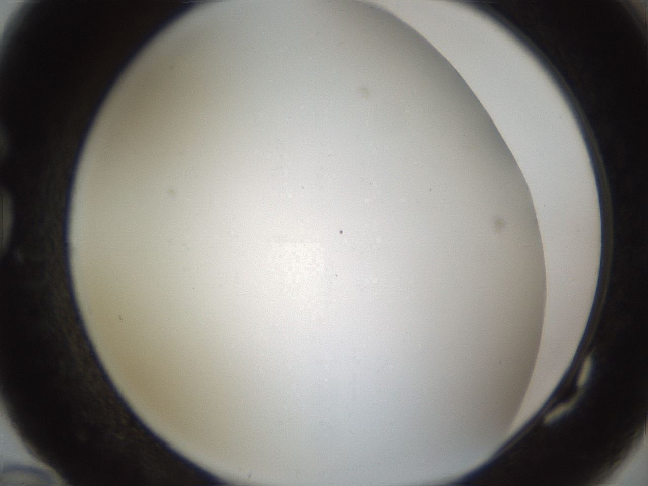 folderID213_plateID1213_batchID3692_wellNum82_profileID1_d1_r69122_ef.jpg
