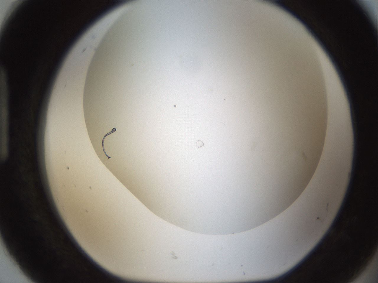 folderID213_plateID1213_batchID3692_wellNum92_profileID1_d1_r69142_ef.jpg