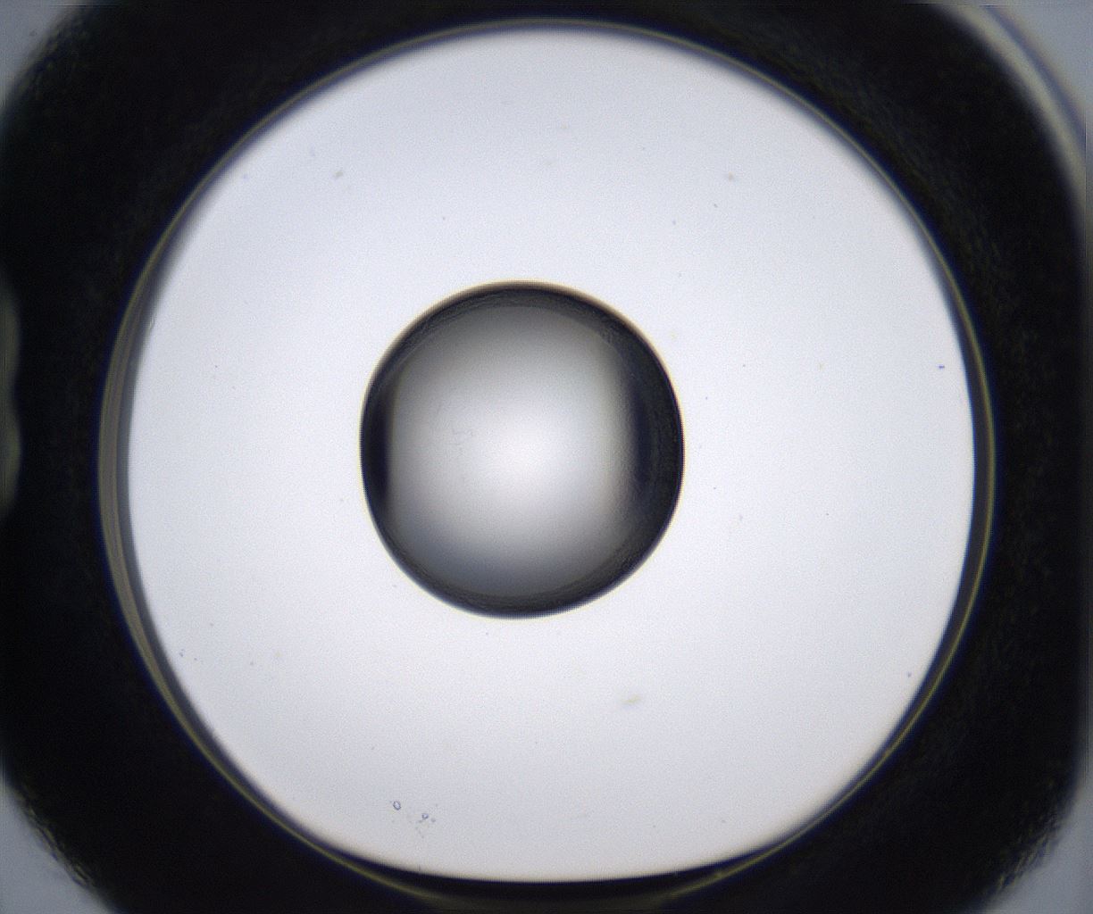 folderID213_plateID2213_batchID10048_wellNum15_profileID1_d1_r150547_ef.jpg
