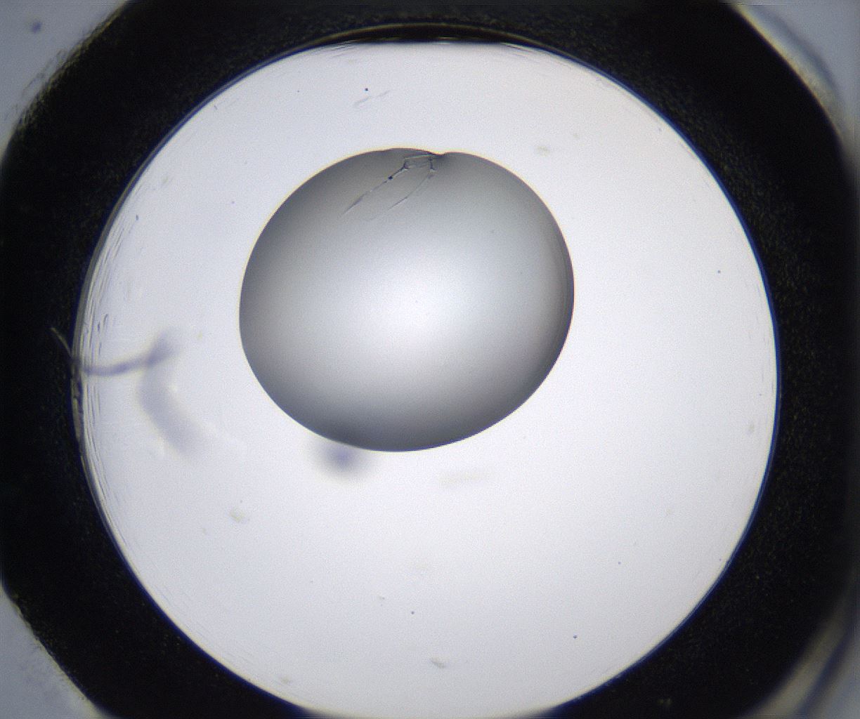 folderID213_plateID2213_batchID10048_wellNum85_profileID1_d2_r150688_ef.jpg