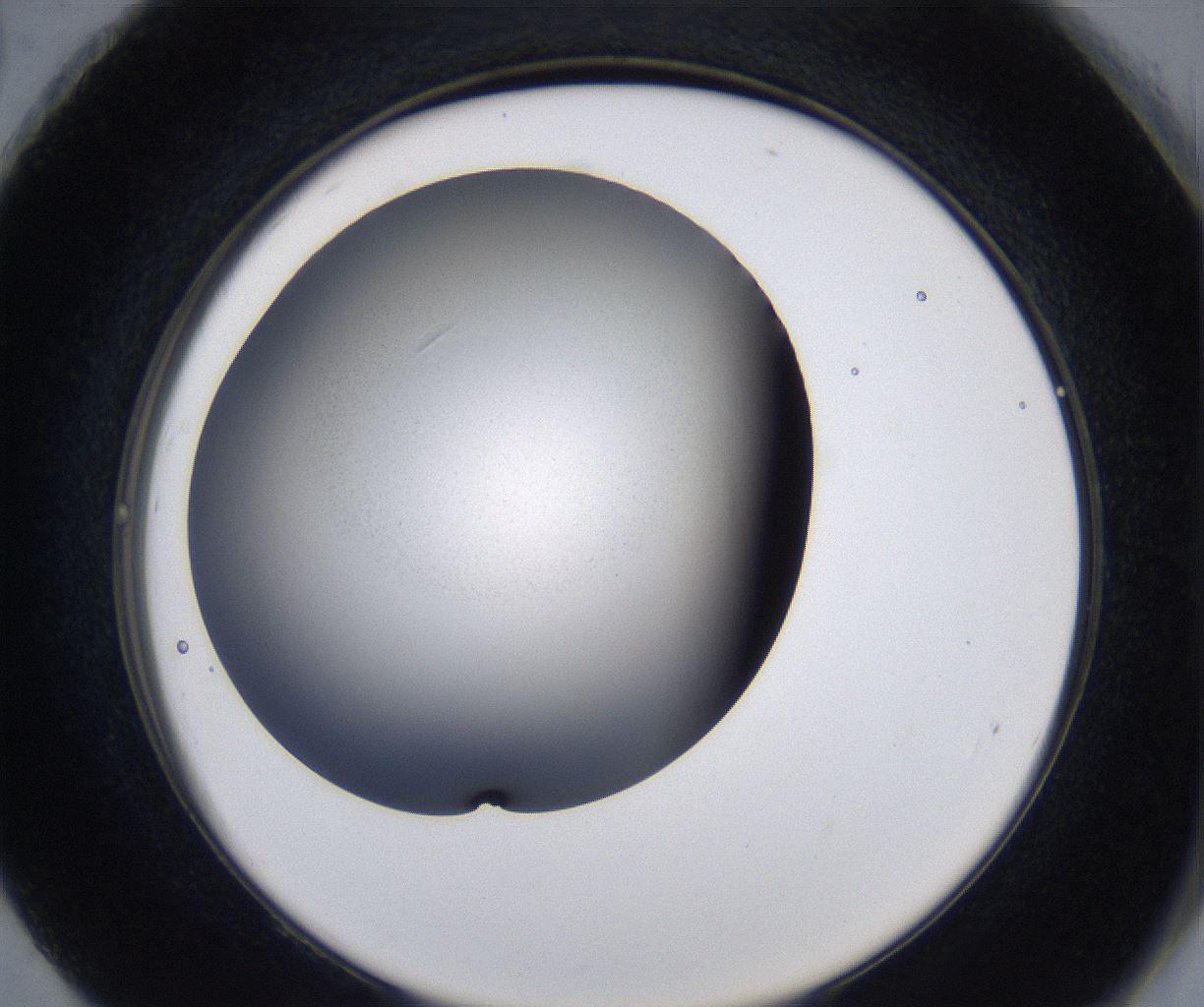 folderID213_plateID2213_batchID10048_wellNum92_profileID1_d2_r150702_ef.jpg