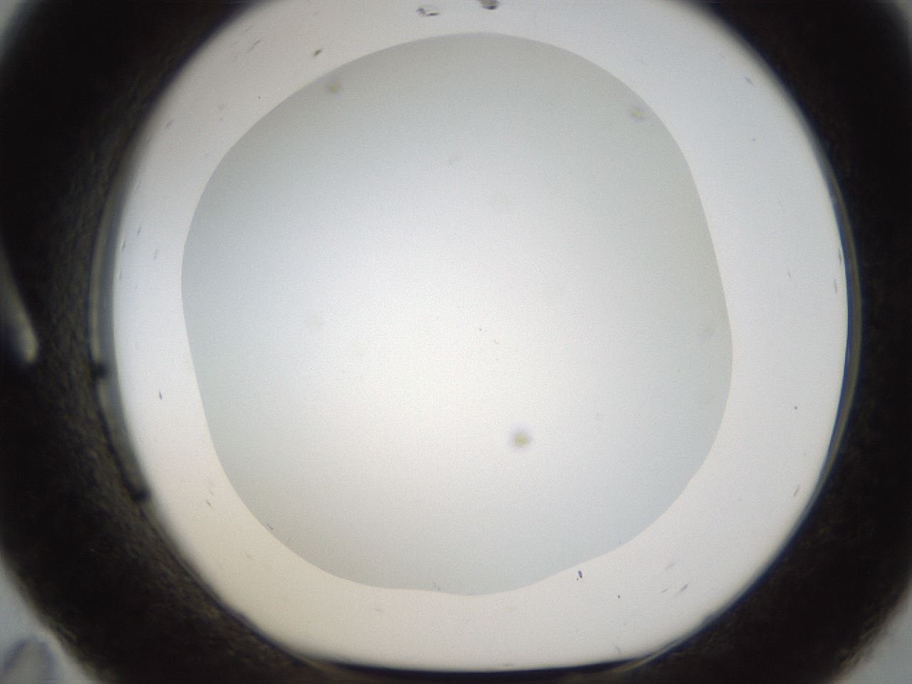 folderID214_plateID1214_batchID3712_wellNum11_profileID1_d1_r69556_ef.jpg