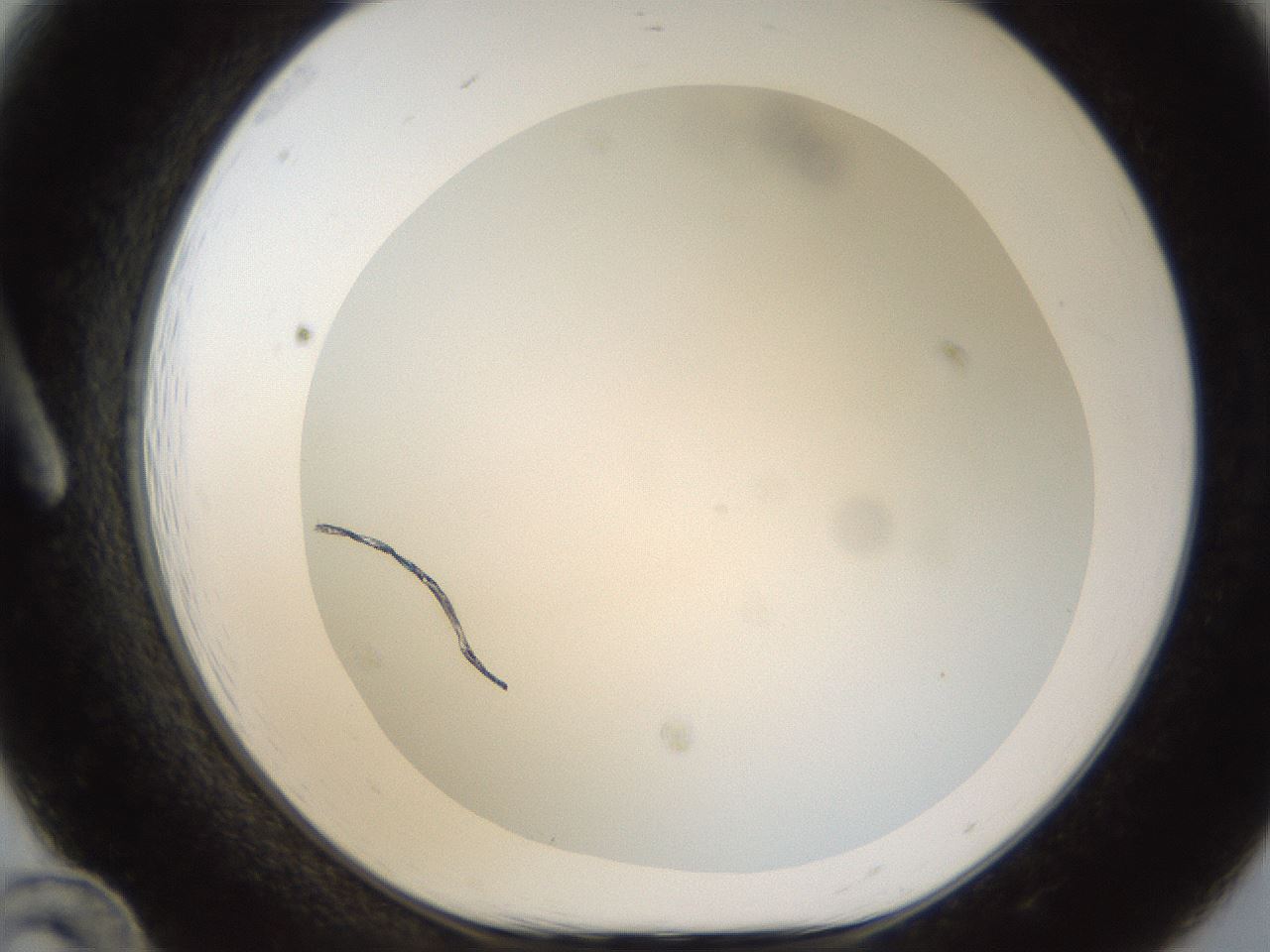 folderID214_plateID1214_batchID3712_wellNum12_profileID1_d1_r69558_ef.jpg