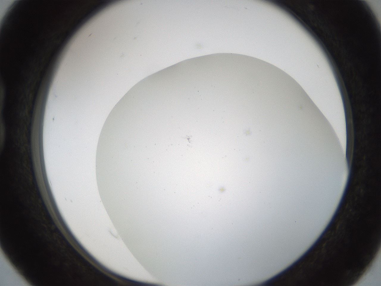 folderID214_plateID1214_batchID3712_wellNum16_profileID1_d1_r69566_ef.jpg