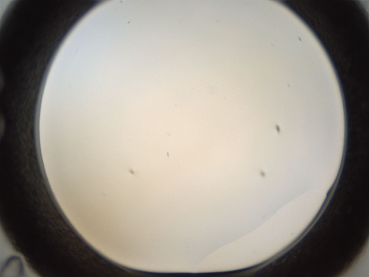 folderID214_plateID1214_batchID3712_wellNum35_profileID1_d1_r69604_ef.jpg
