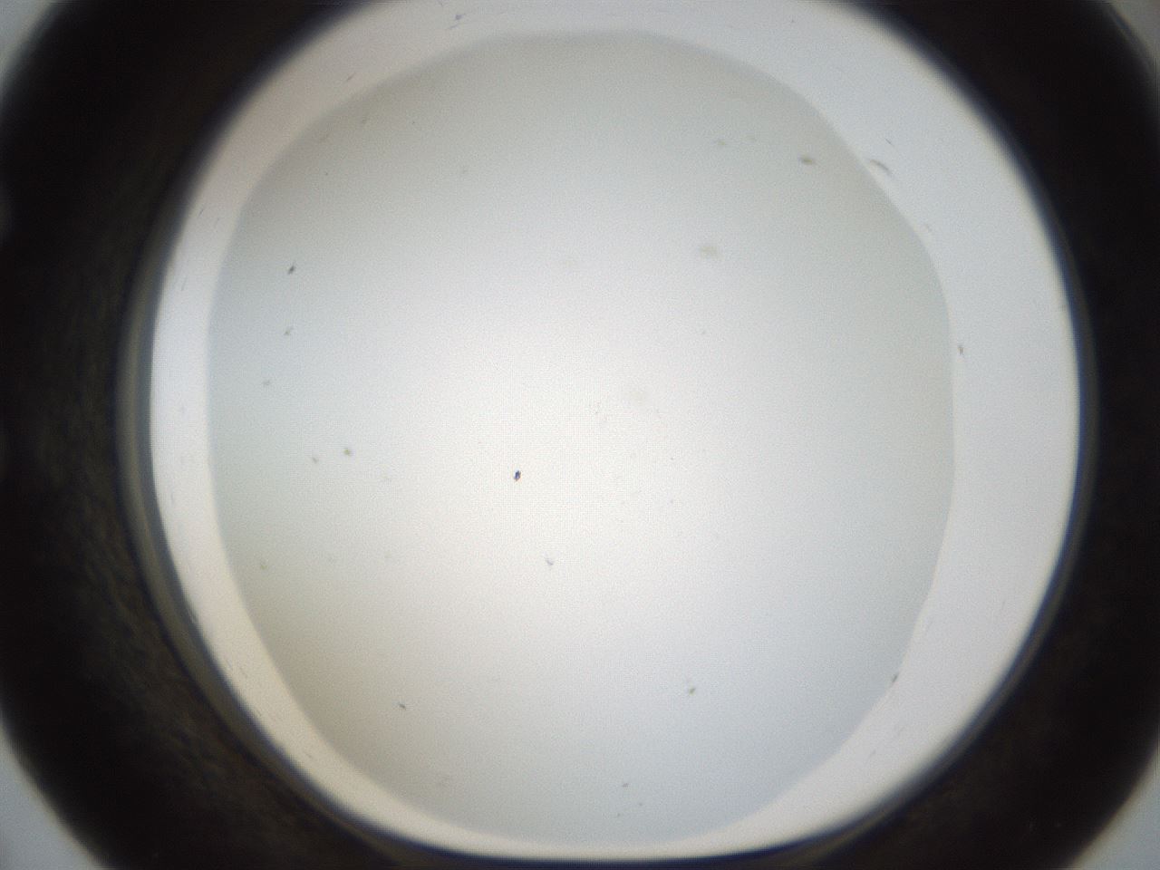 folderID214_plateID1214_batchID3712_wellNum55_profileID1_d1_r69644_ef.jpg