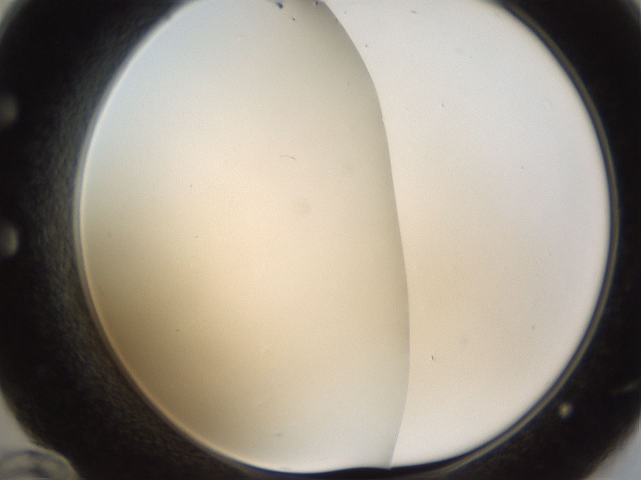 folderID214_plateID1214_batchID3712_wellNum60_profileID1_d1_r69654_ef.jpg