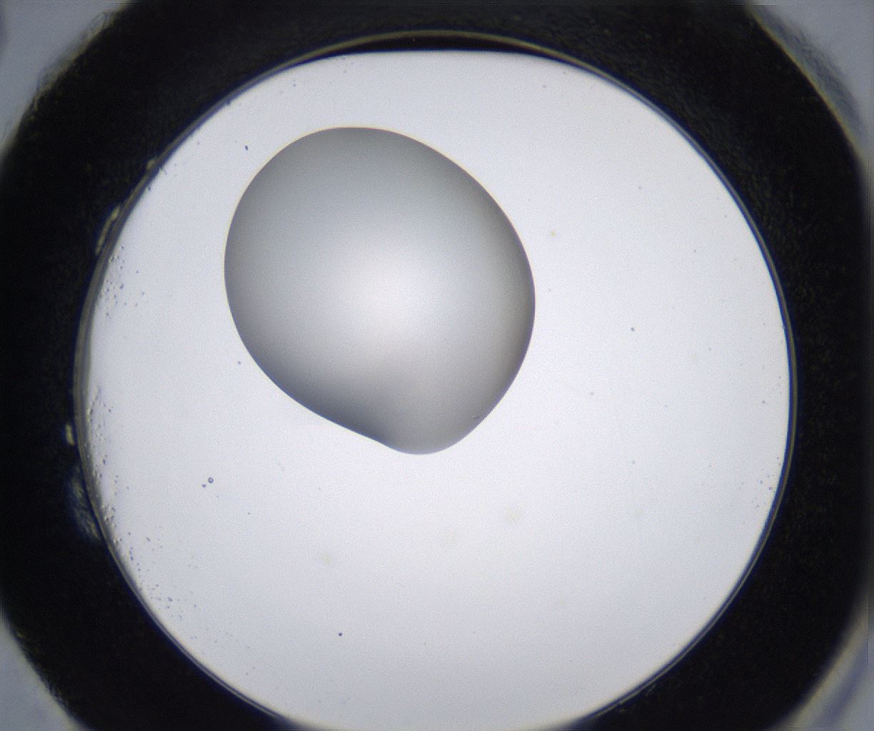folderID213_plateID2213_batchID10048_wellNum87_profileID1_d2_r150692_ef.jpg