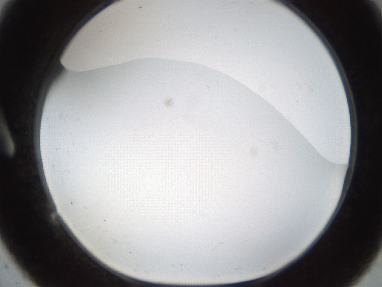folderID214_plateID1214_batchID3712_wellNum9_profileID1_d1_r69552_ef.jpg