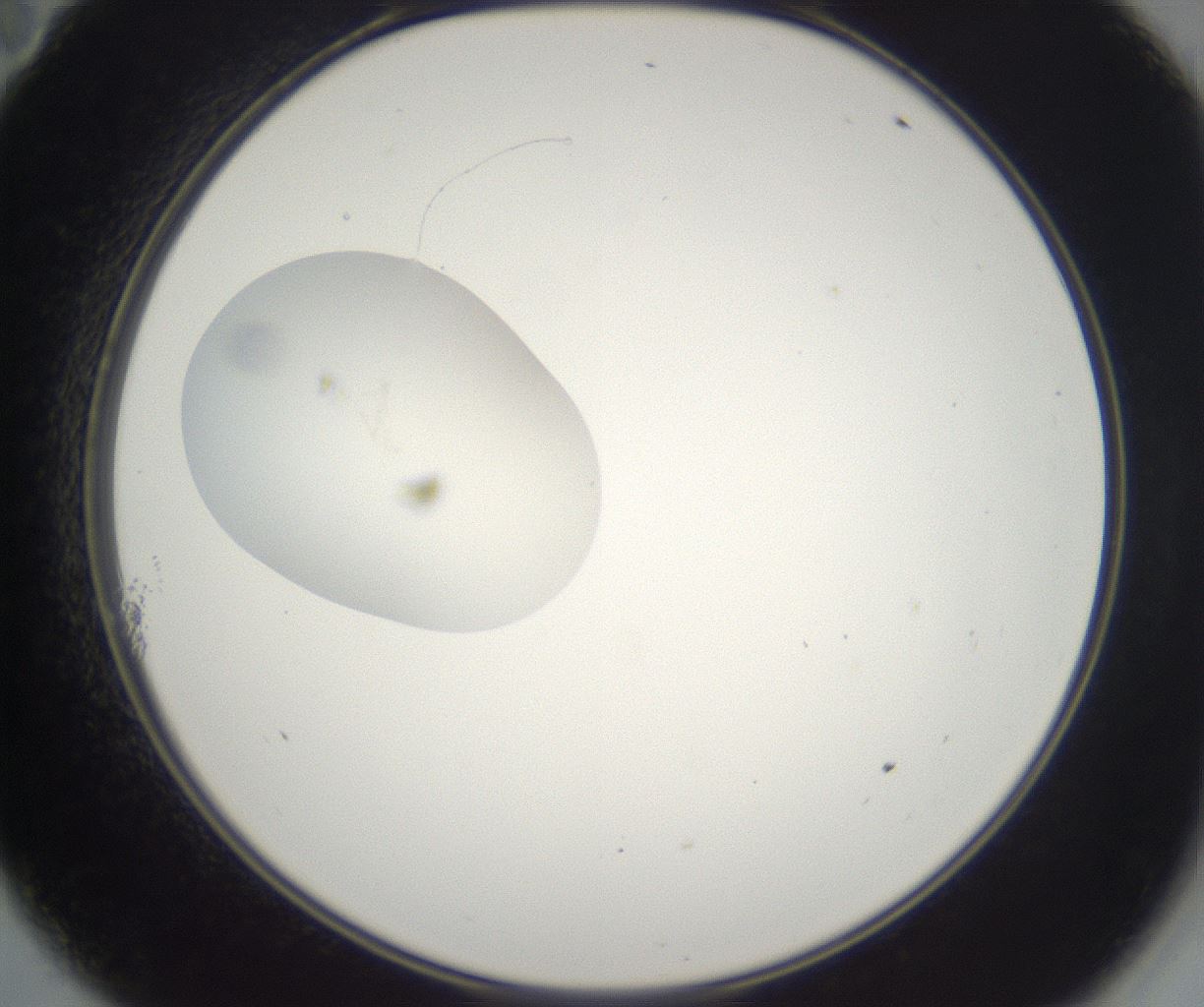 folderID214_plateID2214_batchID10055_wellNum11_profileID1_d2_r151692_ef.jpg