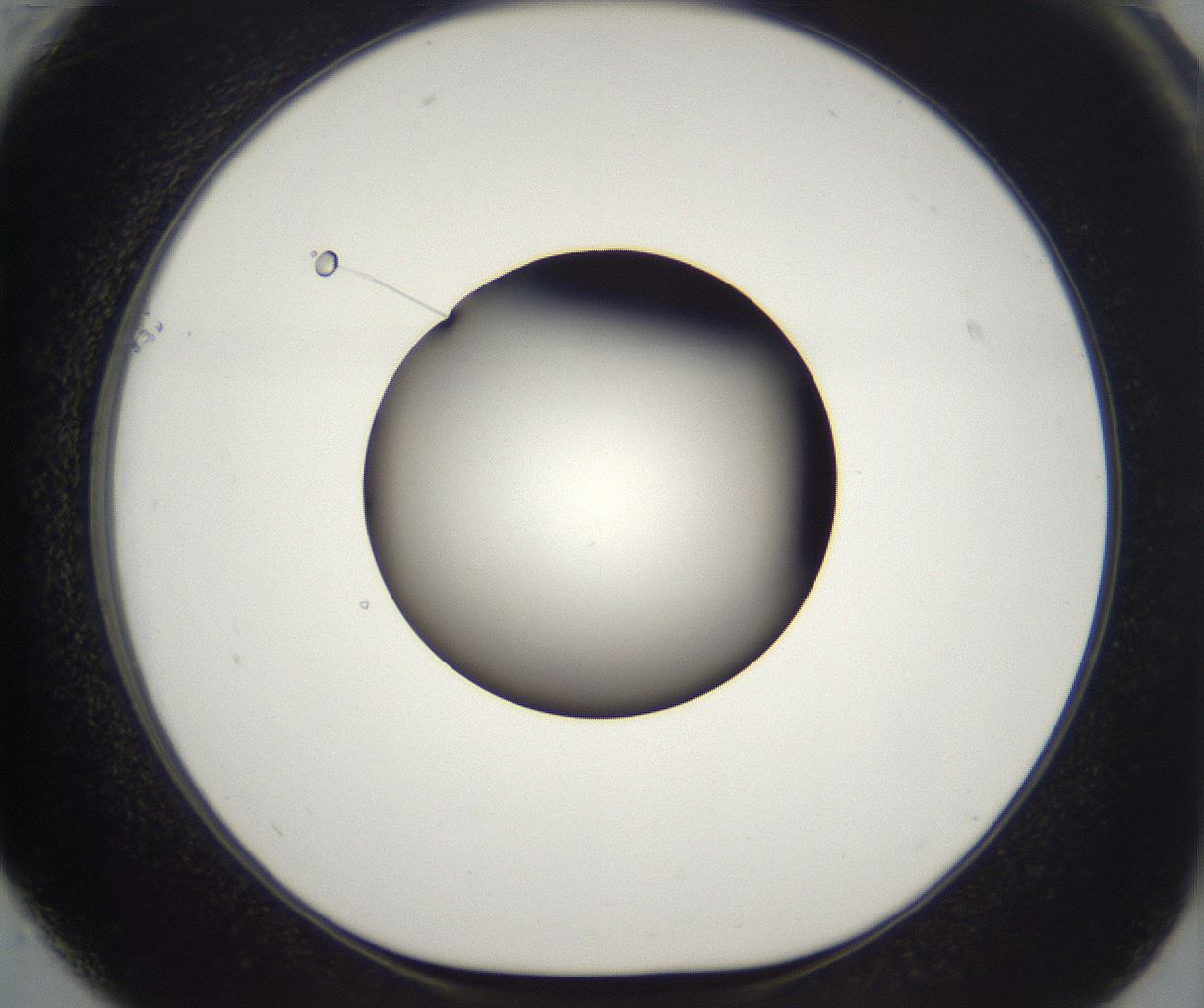 folderID214_plateID2214_batchID10055_wellNum61_profileID1_d1_r151791_ef.jpg