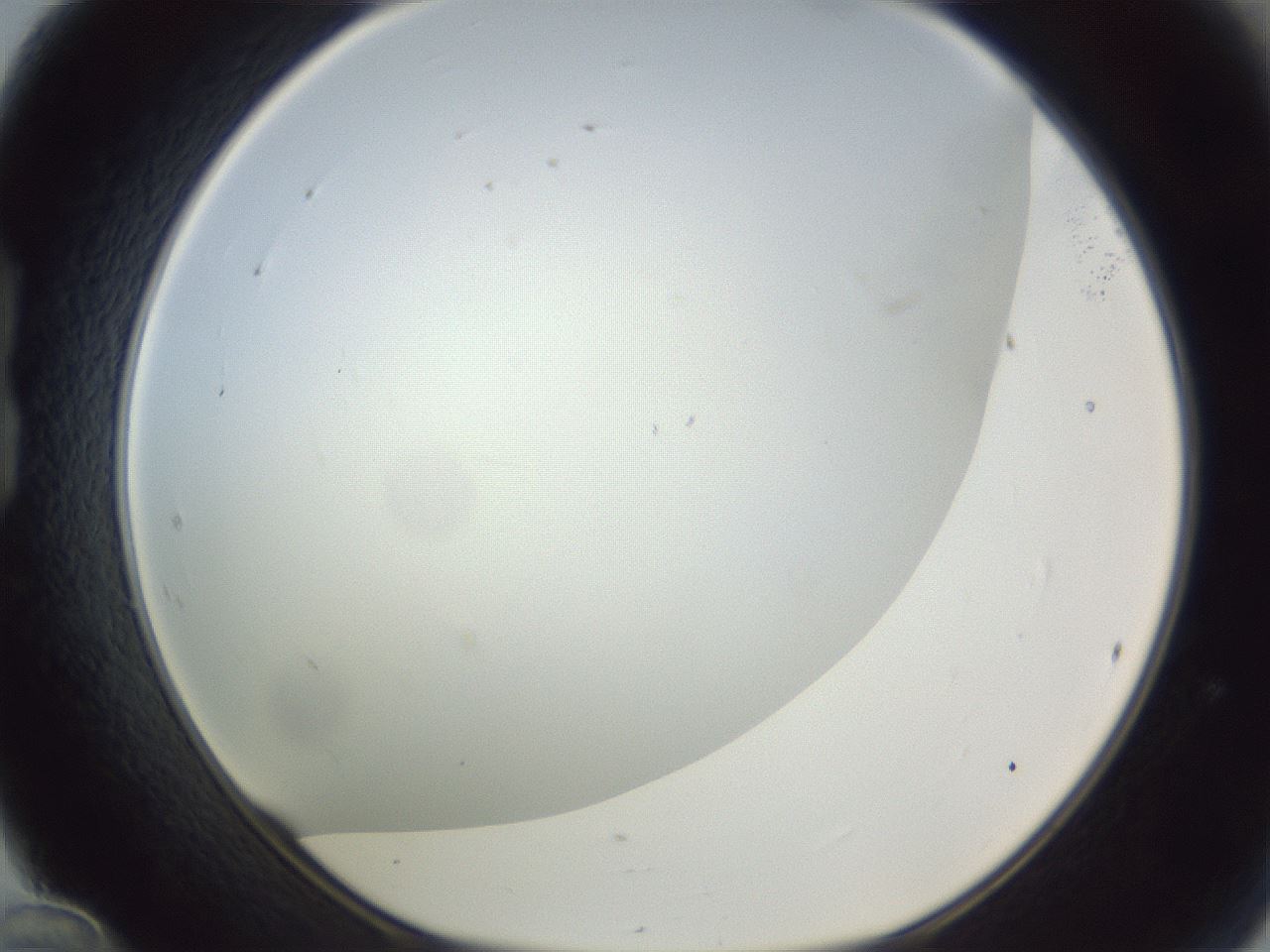 folderID215_plateID1215_batchID3653_wellNum24_profileID1_d1_r67182_ef.jpg