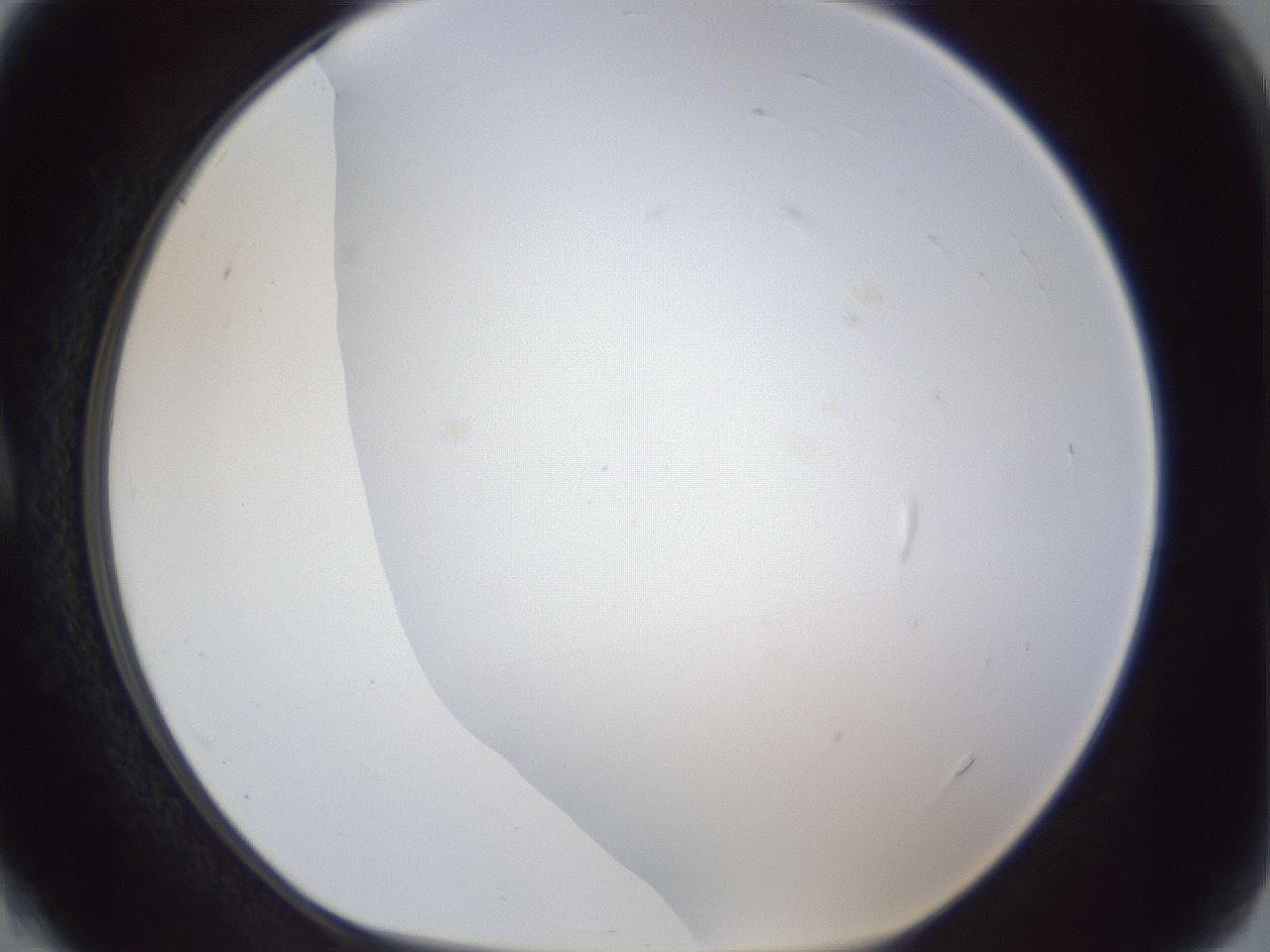 folderID215_plateID1215_batchID3653_wellNum4_profileID1_d1_r67142_ef.jpg