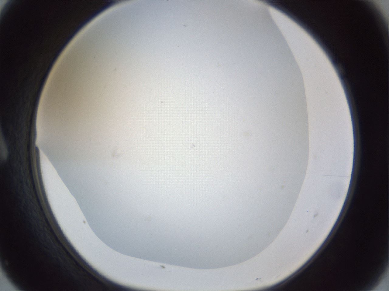 folderID215_plateID1215_batchID3653_wellNum7_profileID1_d1_r67148_ef.jpg