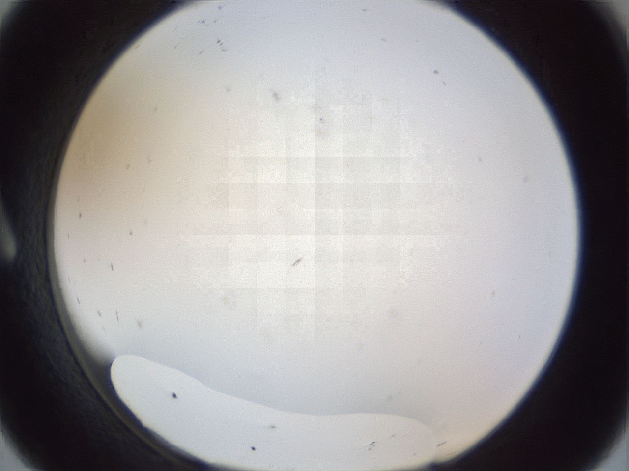 folderID215_plateID1215_batchID3653_wellNum8_profileID1_d1_r67150_ef.jpg