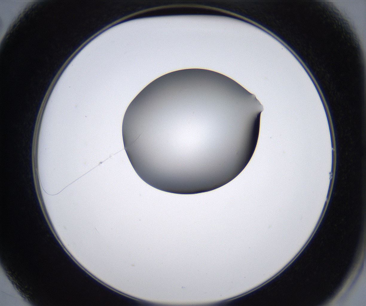folderID215_plateID2215_batchID10049_wellNum14_profileID1_d2_r150738_ef.jpg