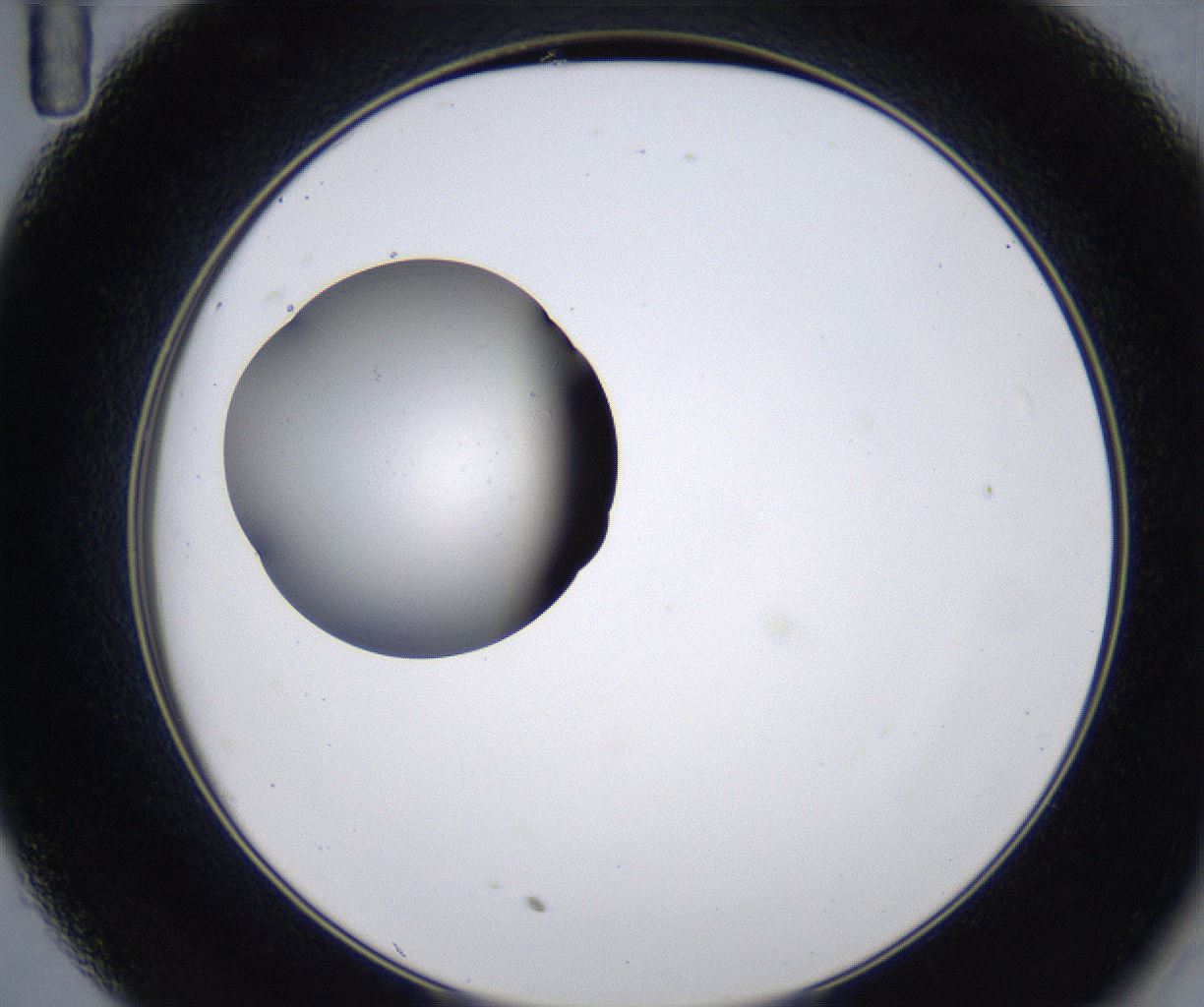 folderID215_plateID2215_batchID10049_wellNum35_profileID1_d2_r150780_ef.jpg