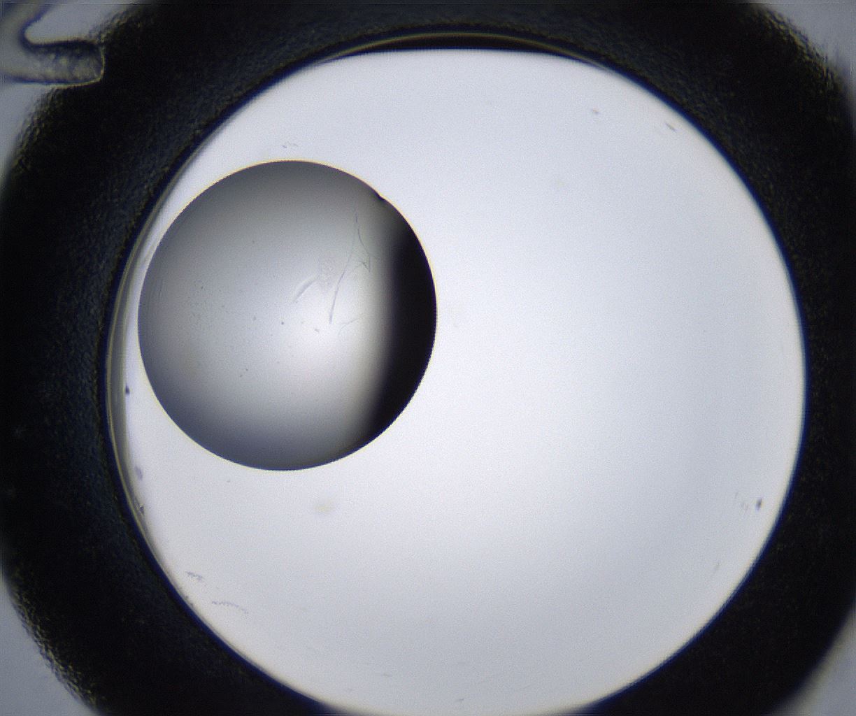 folderID215_plateID2215_batchID10049_wellNum36_profileID1_d2_r150782_ef.jpg