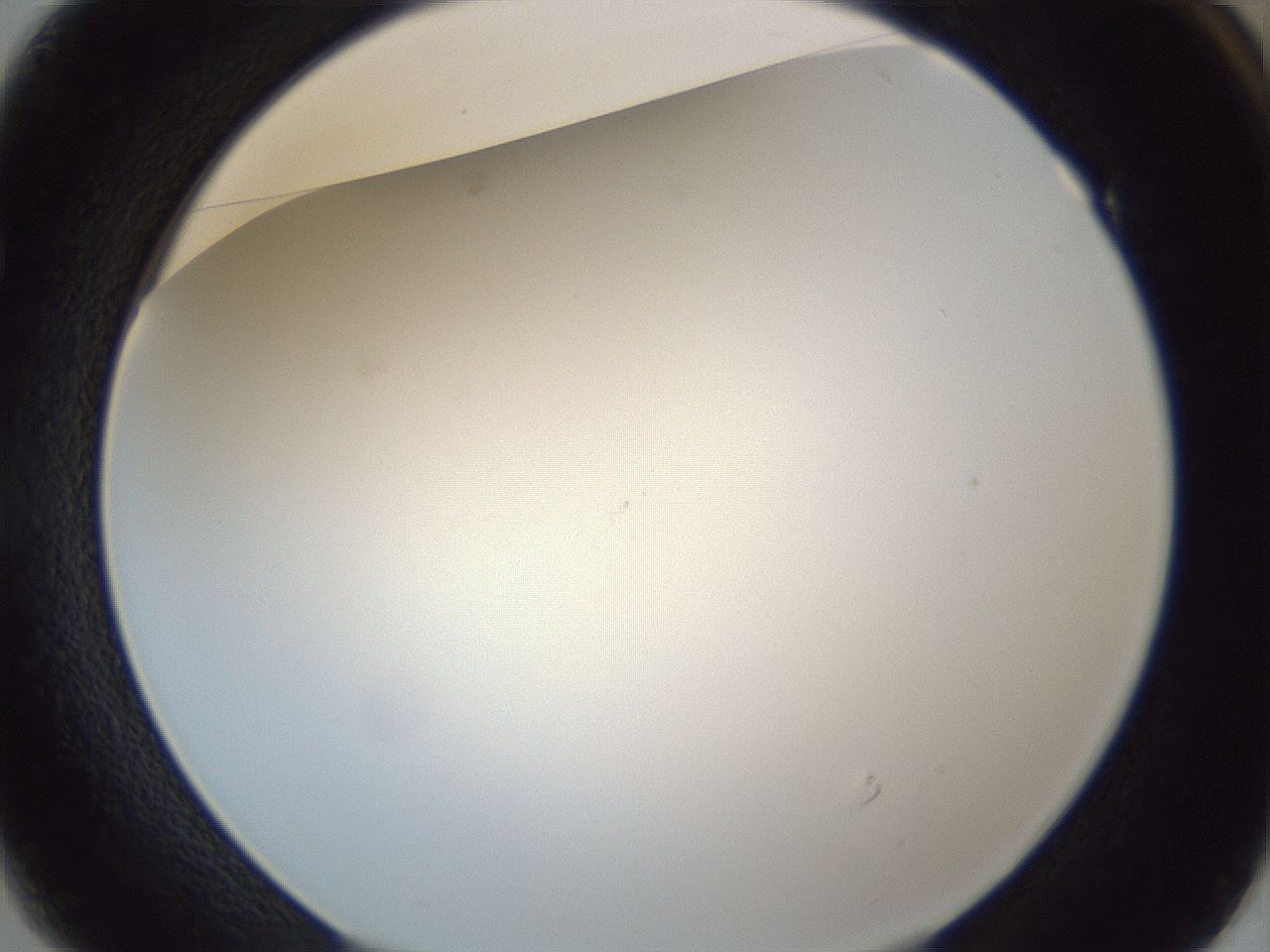 folderID216_plateID1216_batchID3622_wellNum49_profileID1_d1_r68192_ef.jpg