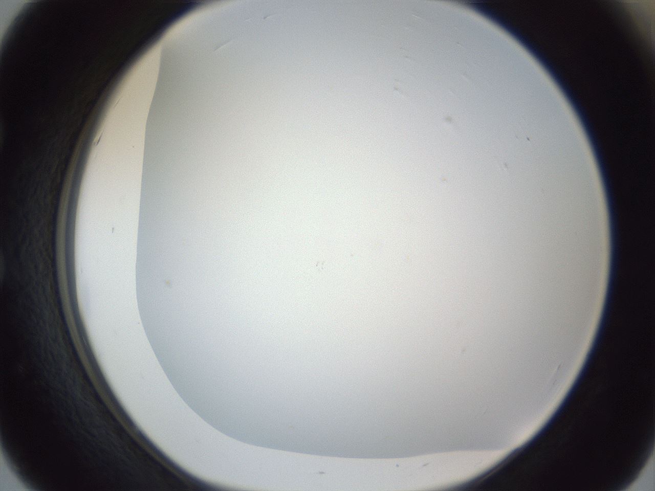 folderID216_plateID1216_batchID3622_wellNum51_profileID1_d1_r68196_ef.jpg