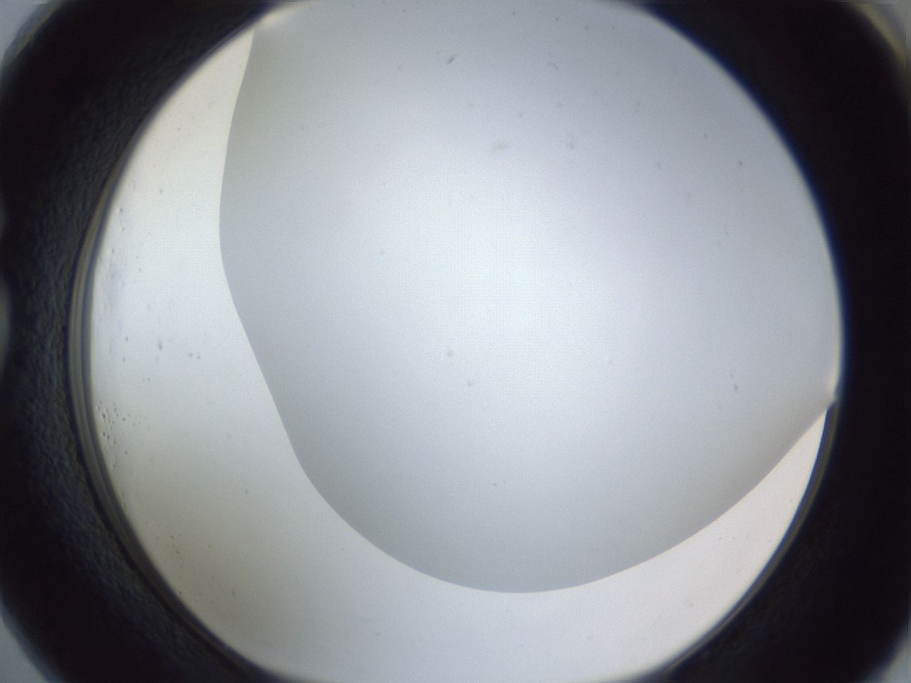 folderID216_plateID1216_batchID3622_wellNum73_profileID1_d1_r68240_ef.jpg