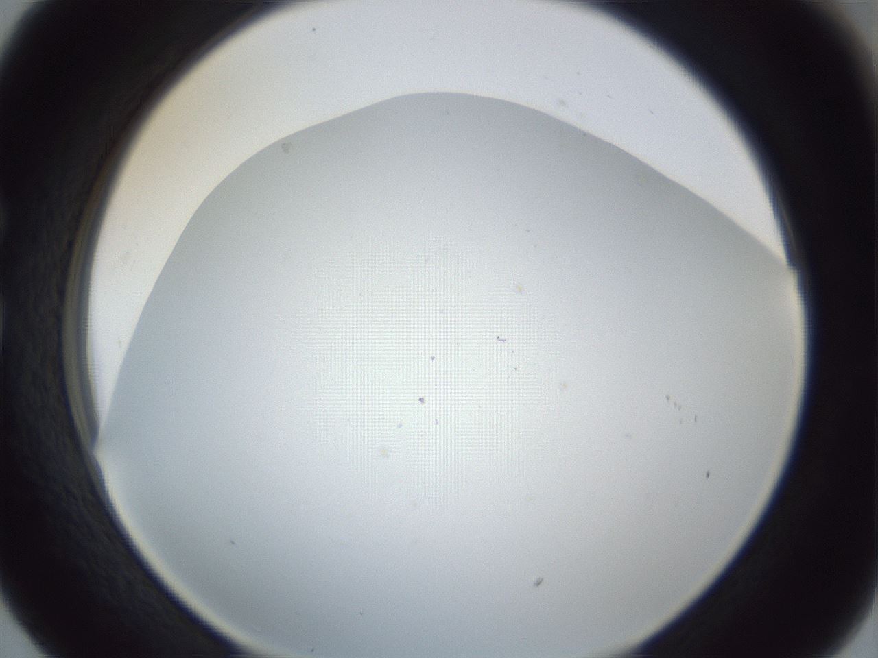 folderID217_plateID1217_batchID3625_wellNum29_profileID1_d1_r68824_ef.jpg