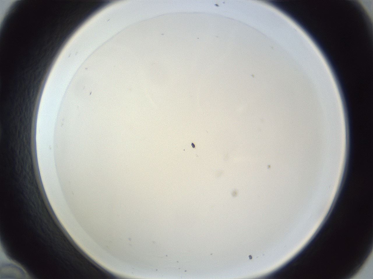 folderID216_plateID1216_batchID3656_wellNum34_profileID1_d1_r68162_ef.jpg