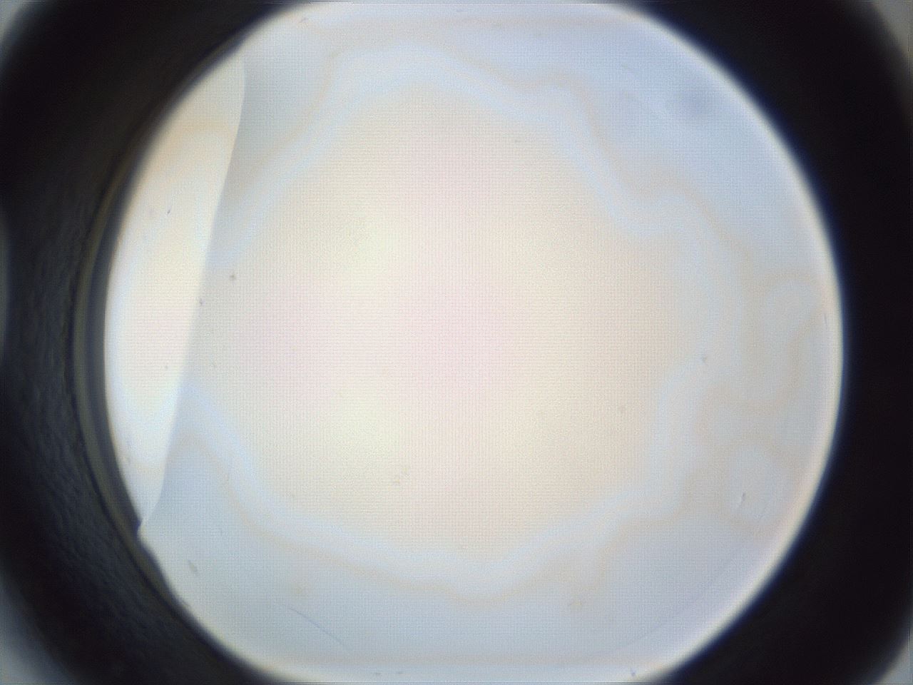 folderID216_plateID1216_batchID3656_wellNum41_profileID1_d1_r68176_ef.jpg