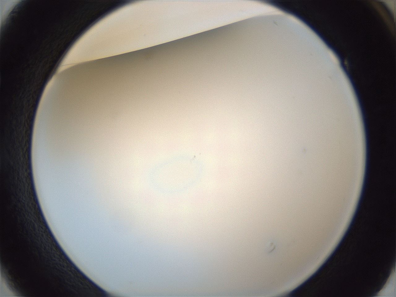 folderID216_plateID1216_batchID3656_wellNum49_profileID1_d1_r68192_ef.jpg