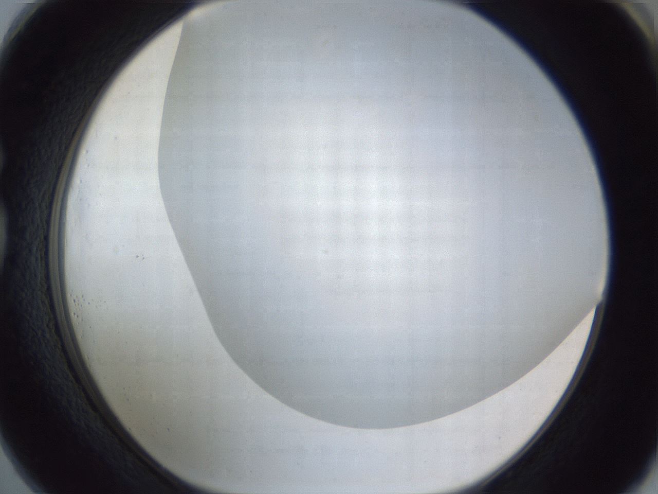 folderID216_plateID1216_batchID3656_wellNum73_profileID1_d1_r68240_ef.jpg