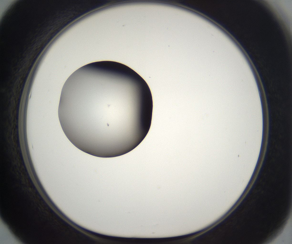 folderID216_plateID2216_batchID10056_wellNum53_profileID1_d1_r151967_ef.jpg
