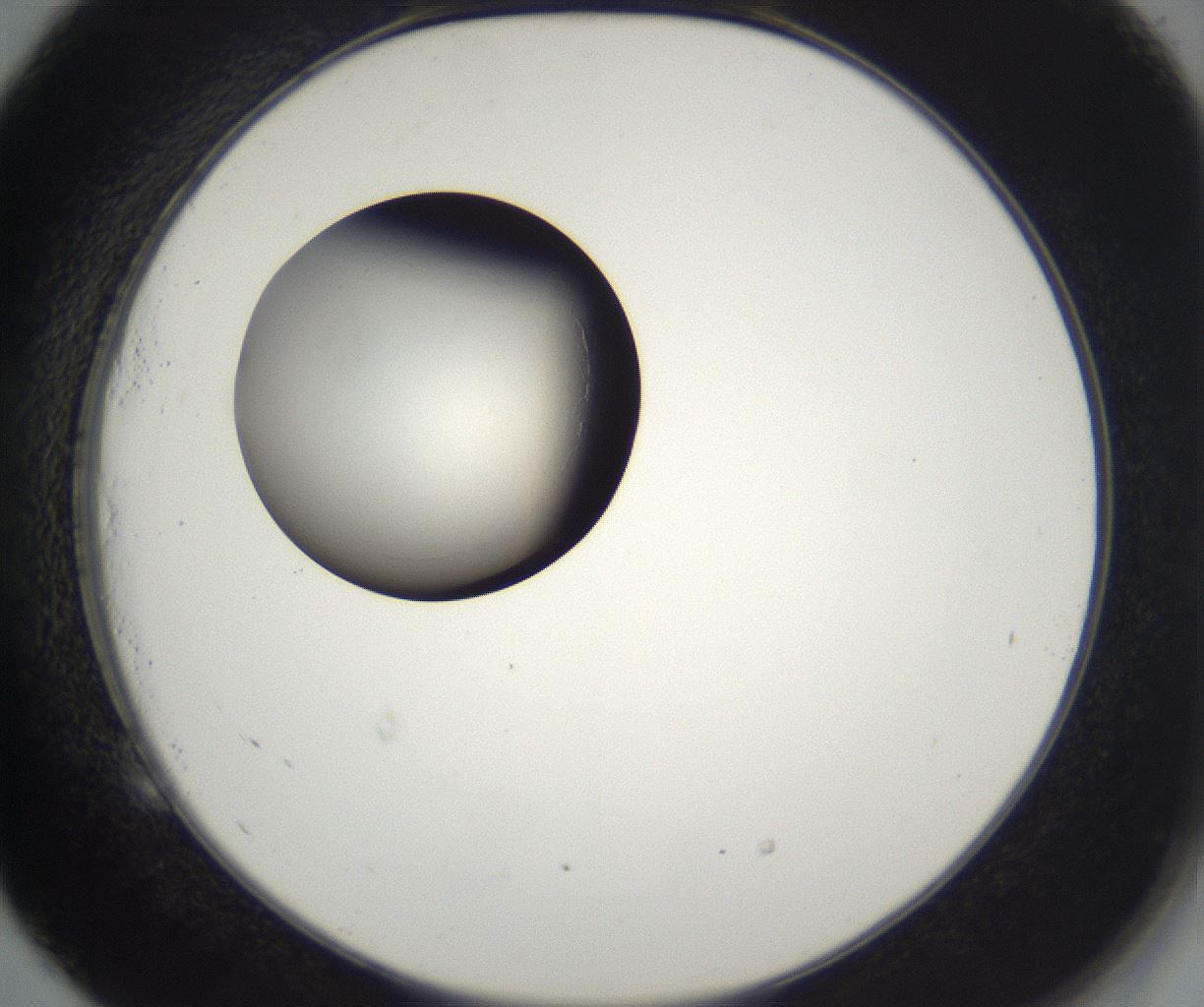 folderID216_plateID2216_batchID10056_wellNum53_profileID1_d2_r151968_ef.jpg