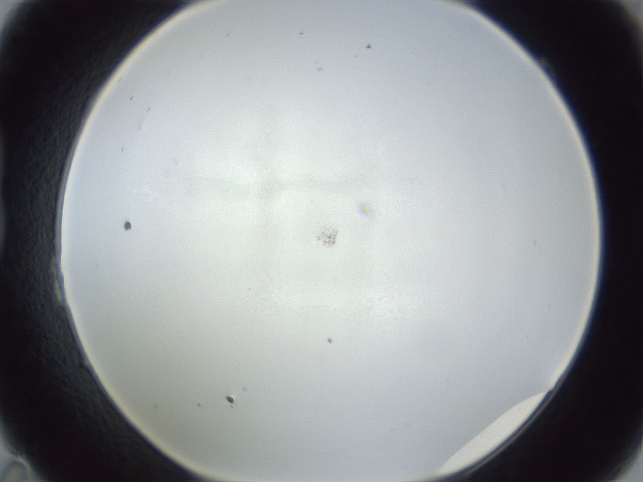 folderID217_plateID1217_batchID3625_wellNum23_profileID1_d1_r68812_ef.jpg