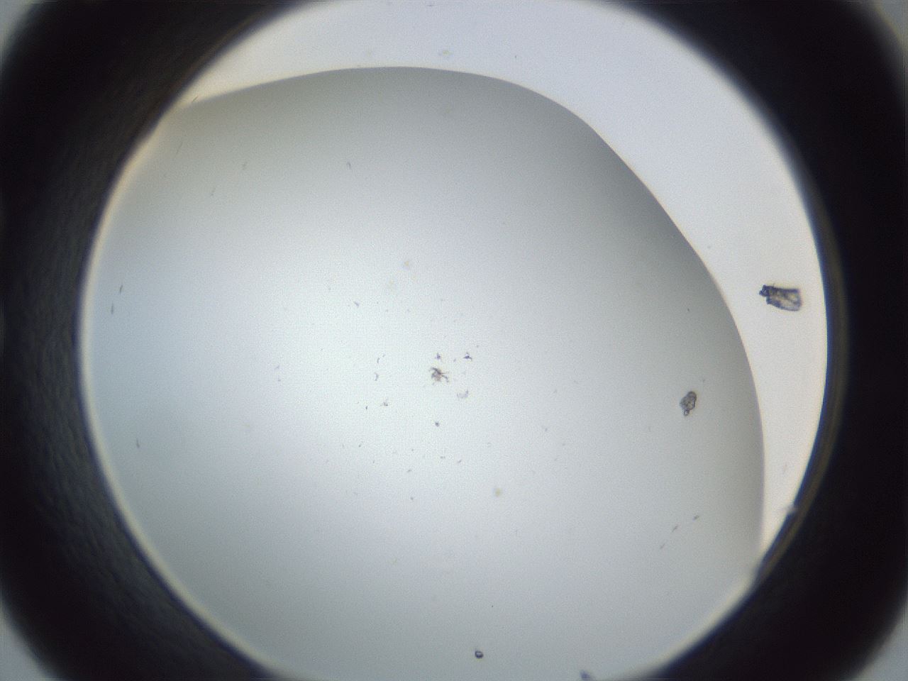 folderID217_plateID1217_batchID3625_wellNum32_profileID1_d1_r68830_ef.jpg