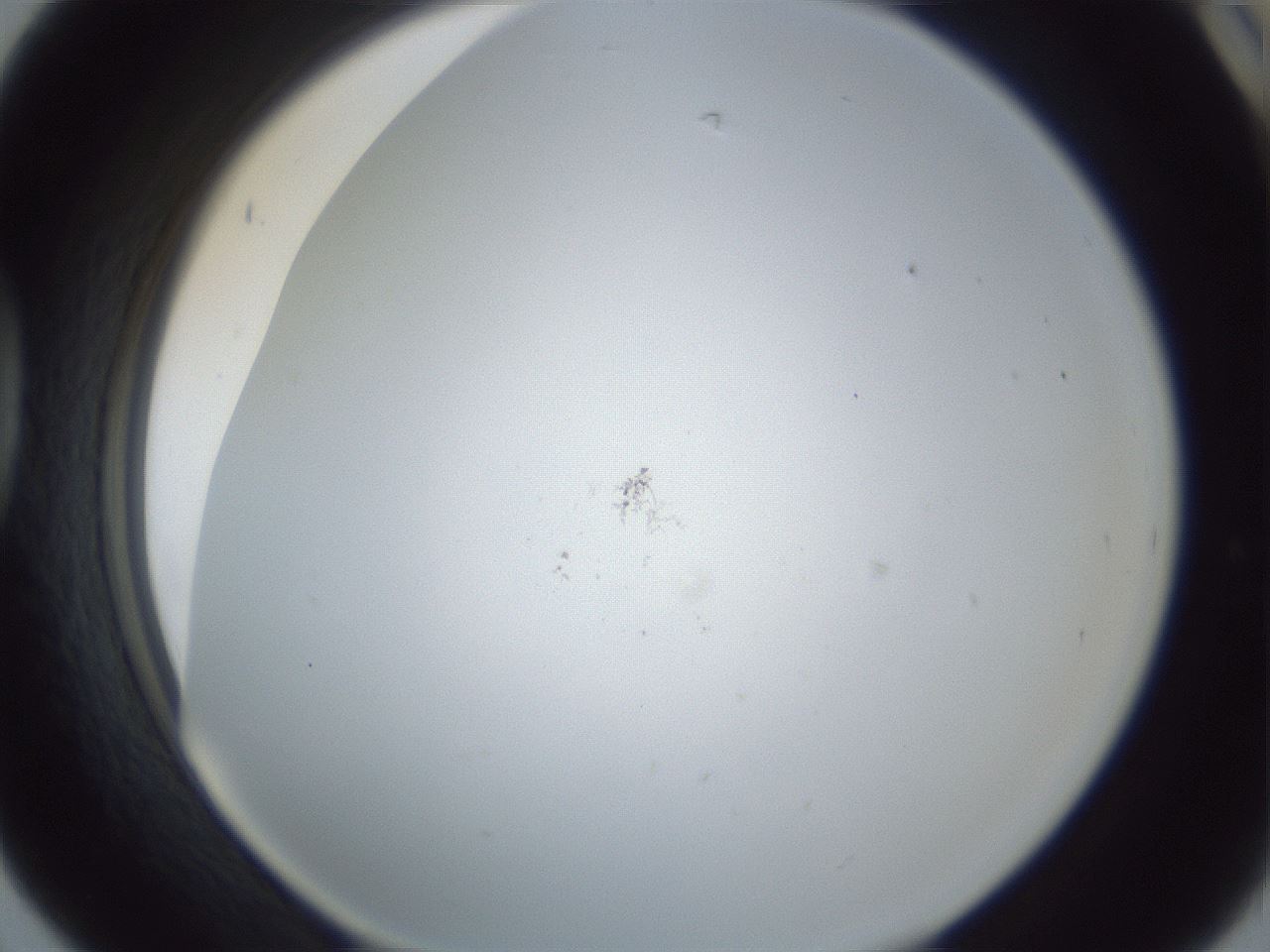 folderID217_plateID1217_batchID3625_wellNum42_profileID1_d1_r68850_ef.jpg