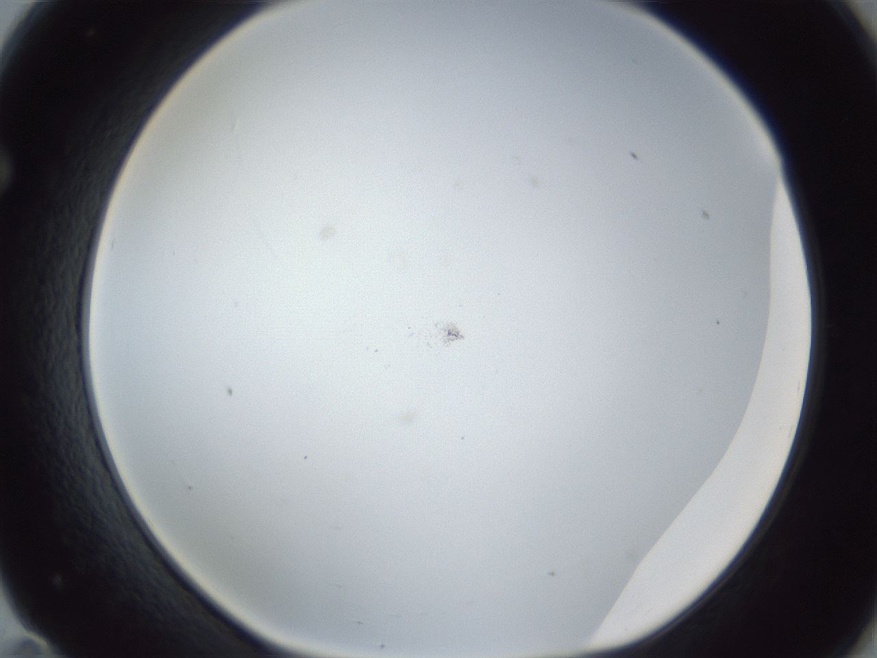folderID217_plateID1217_batchID3625_wellNum71_profileID1_d1_r68908_ef.jpg