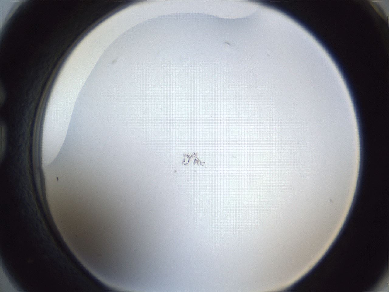 folderID217_plateID1217_batchID3625_wellNum74_profileID1_d1_r68914_ef.jpg