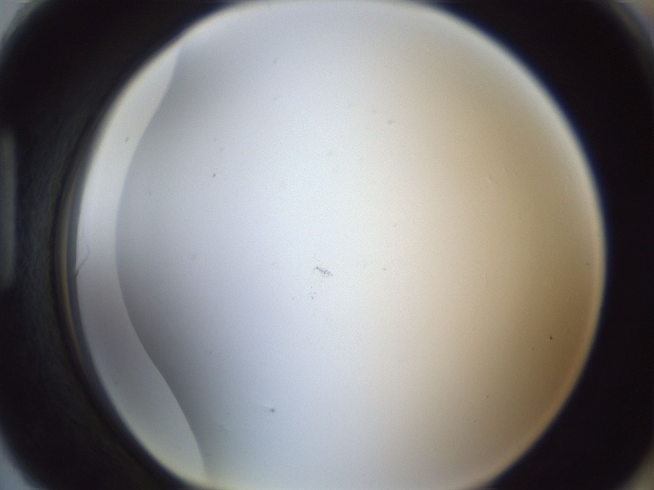 folderID217_plateID1217_batchID3625_wellNum90_profileID1_d1_r68946_ef.jpg