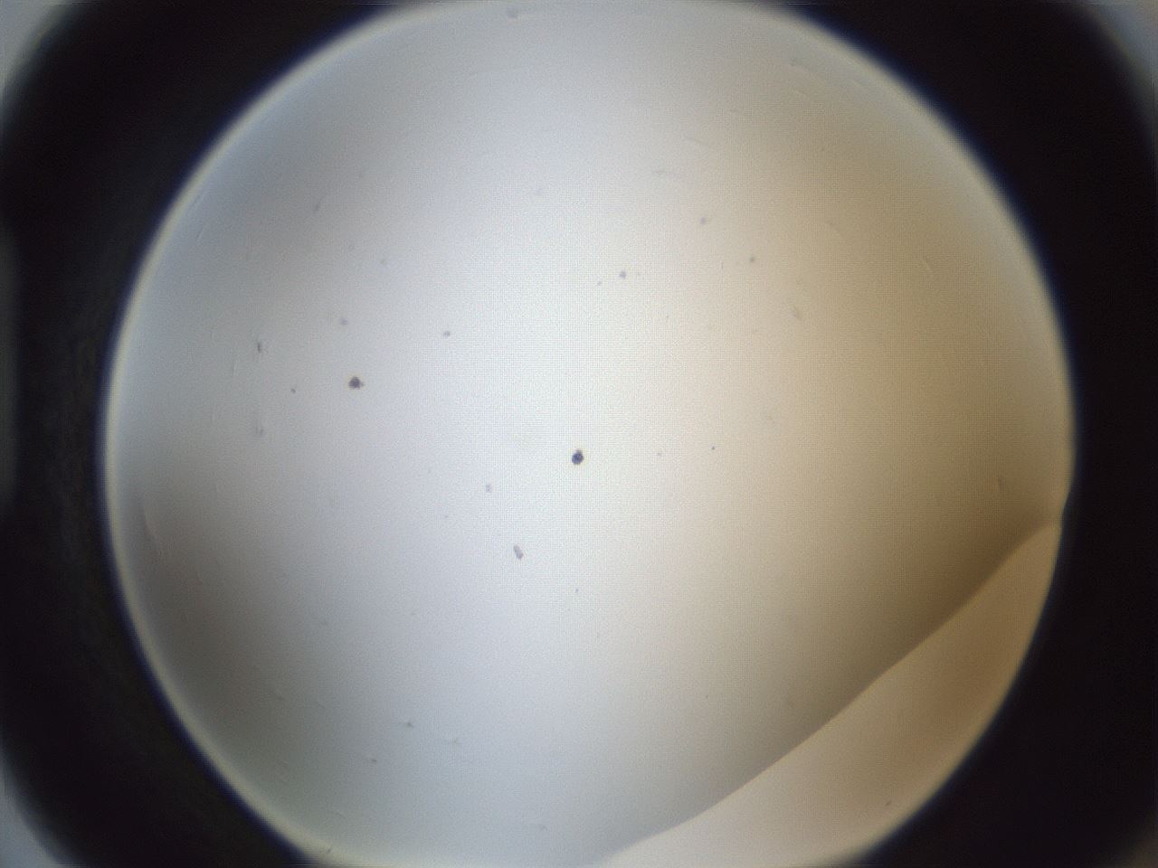 folderID217_plateID1217_batchID3625_wellNum91_profileID1_d1_r68948_ef.jpg