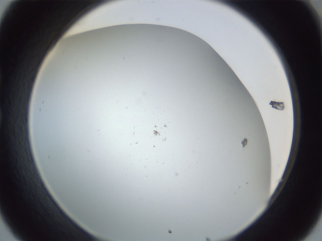 folderID217_plateID1217_batchID3671_wellNum32_profileID1_d1_r68830_ef.jpg