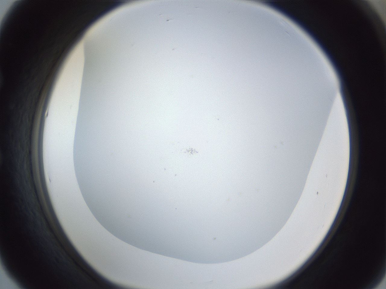 folderID217_plateID1217_batchID3671_wellNum53_profileID1_d1_r68872_ef.jpg